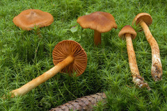 Cortinarius rubellus