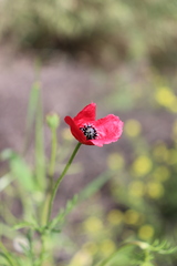 Papaver hybridum