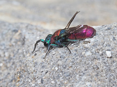 Chrysura