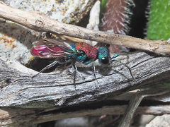 Chrysura