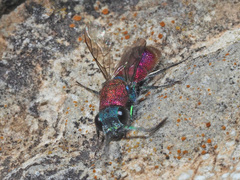 Chrysura