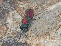 Chrysura