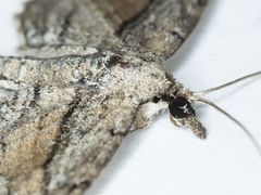 Eupithecia placidata