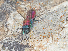 Chrysura