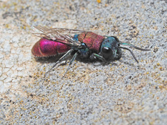 Chrysura
