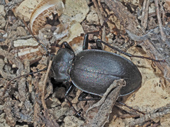 Carabus banonii