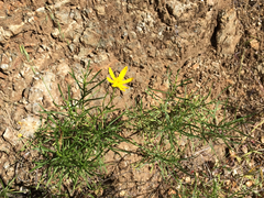 Ericameria linearifolia