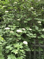 Viburnum lantana