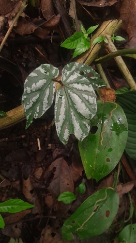 Begonia isoptera observed 2024-02-24