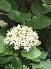 Viburnum lantana
