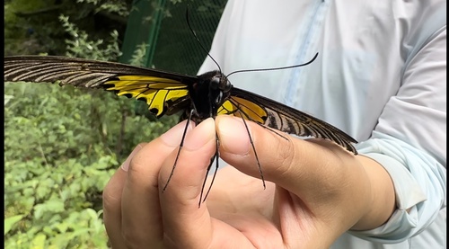 Golden Birdwing