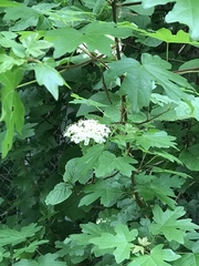 Viburnum lantana