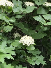 Viburnum lantana