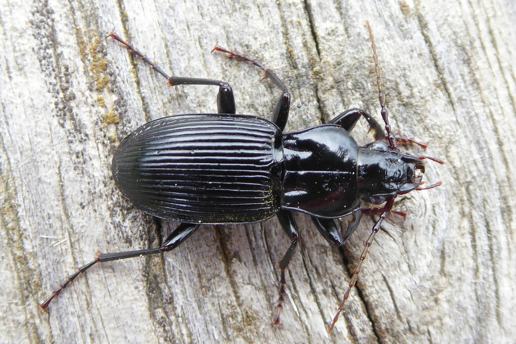 Pterostichus micans