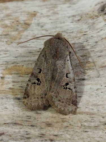 Photo of Black-spot Chestnut (Conistra rubiginosa)