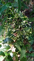 Megastachya mucronata