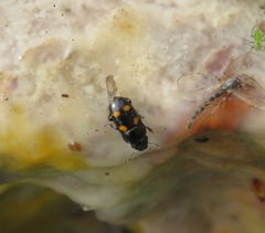 Glischrochilus hortensis