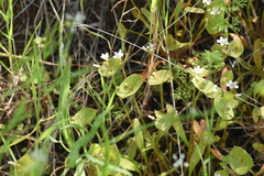 Claytonia parviflora