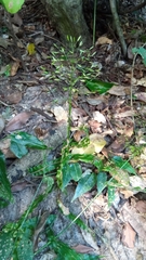 Megastachya mucronata