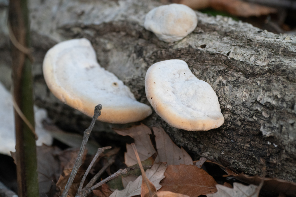 Trametes orientalis · March 2024 · photo: © tbc_watanabe (iNaturalist, cc-by)