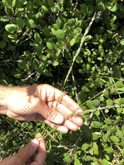Melica imperfecta