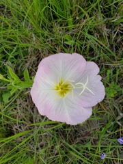 Oenothera texensis