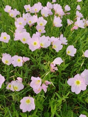 Oenothera texensis