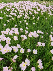 Oenothera texensis