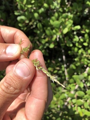 Melica imperfecta