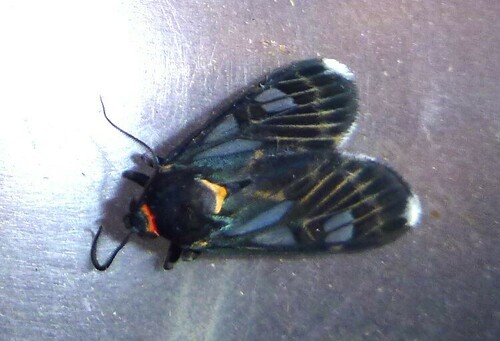 Mesocerea distincta