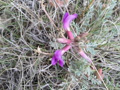 Astragalus missouriensis