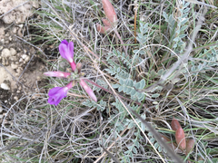 Astragalus missouriensis
