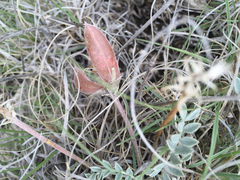 Astragalus missouriensis