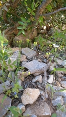 Bupleurum trichopodum