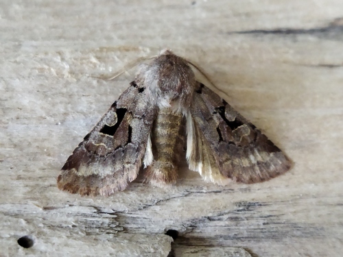 Hebrew Character photo 5