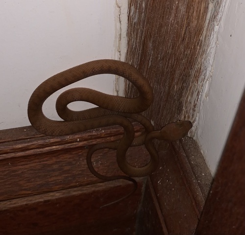 Brown Tree Snake sighting