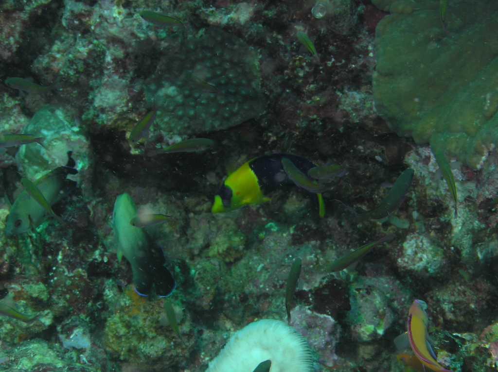 Bicolor angelfish