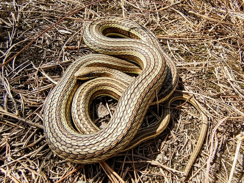Photo of a Sand Snake (condanarus) (Psammophis condanarus)