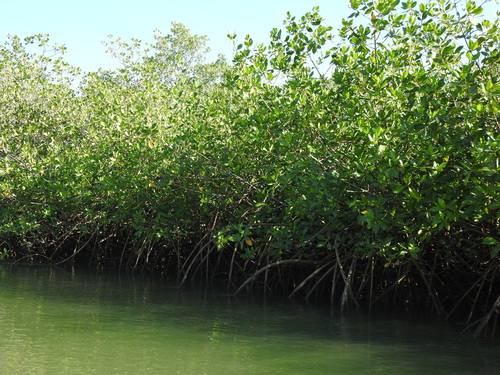 Rhizophora mangle - Whole tree