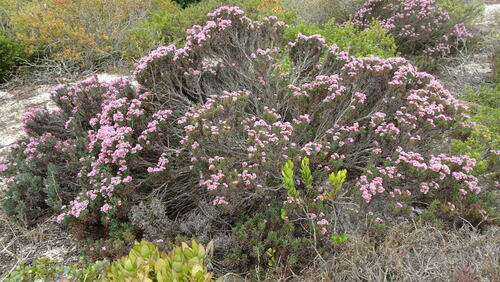 Image of Limonium capense by (c) Paul Emms, some rights reserved (CC BY-SA)
