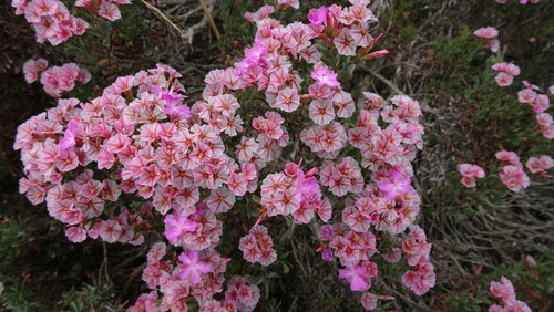 Image of Limonium capense by (c) Paul Emms, some rights reserved (CC BY-SA)