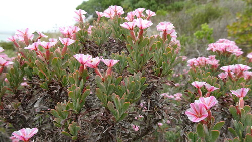 Saldanha Sea-Lavendar (Limonium capense)