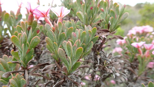 Image of Limonium capense by (c) Paul Emms, some rights reserved (CC BY-SA)