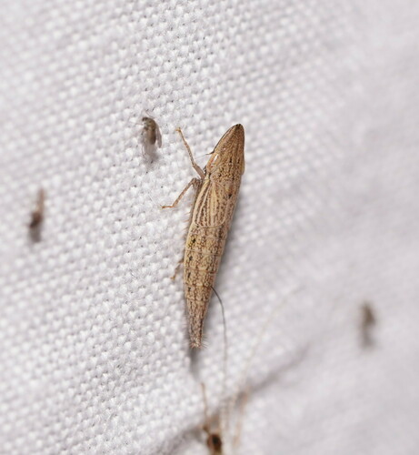 Euacanthella