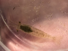 Palaemon vulgaris