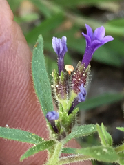 Allophyllum gilioides violaceum