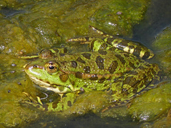 Marsh Frog photo 2