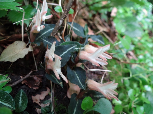 Goodyera biflora iNat (1)