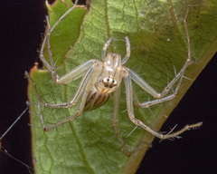 Oxyopes javanus