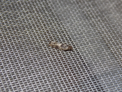 Pseudexentera knudsoni